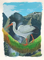 Reunion ibis (Threskiornis solitarius) Extinct c.1700. Endemic to Reunion Island, Mascarenes.