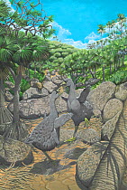 Illustration of extinct Solitaires (Pezophaps solitaria) males  fighting over territory in the valley of Saint Francois, Rodrigues.