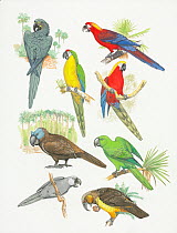 Extinct parrots.. Clockwise from top left: Glaucous Macaw (Anodorhynchus glaucus) extinct, 1960, from South America.. Cuban red macaw (Ara tricolor) extinct in 1864. Cuba, West Indies. Jamaican red ma...