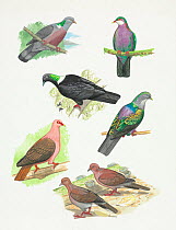 Extinct pigeons 3. Clockwise from top left: Madeira wood pigeon (Columba palumbus maderensis) Extinct 1904, Lord Howe pigeon (Columba vitiensis godmanae) Extinct 1853; Bonin Islands pigeon (Columba ve...