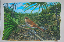 Illustration of extinct Aldabra brush warbler (Nesillas aldabranus) Ex. 1983. Endemic to Aldabra Atoll, Indian Ocean