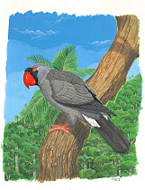 Illustration of extinct Mascarene parrot (Mascarinus mascarinus) extinct c.1800. Endemic to Reunion Island, Mascarenes