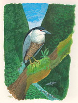 Illustration of extinct Straight-billed gaper (Aidemedia lutetiae) feeding young in a coastal forest on O'ahu, with a geometrid moth (Scotorythra oxyphractis)