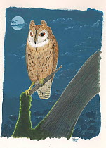 Reunion lizard-owl (Mascarenotus grucheti) Extinct c.1700. Endemic to Reunion Island, Mascarenes