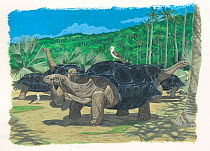 Illustration of the extinct Reunion giant tortoise (Cylindraspis indica) Extinct c.1800. Endemic to Reunion Island, Mascarenes