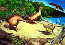 Illustration of extinct birds : Maui nui moa-nalo (Thambetochen chauliodous) female protecting its young from an attacking Hawaiian eagle (Haliaeetus albicilla). The plant in the foreground is the ext...
