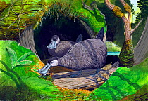Illustration of extinct Kaua&#39;i mole ducks (Talpanas lippa) forage on the forest floor for invertebrate prey with their broad, sensitive bills.