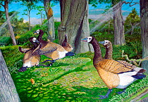 Illustration of extinct birds : male Giant hawaiian geese (Branta sp) fight over territory in a kipuka in the foothills of Mauna Loa volcano. A female and juvenile look on, while a Western Hawaiian ra...