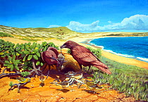 Ilustration of extinct birds : Robust crows (Corvus viriosus) with Molokai rails (Porzana menehune) and a pair of Nihoa finches (Telespiza ultima) feed on the carcass of adult and chick Wedge-tailed s...