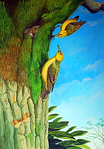 Illustration of the extinct Straight-billed gaper (Aidemedia lutetiae) feeding young in a coastal forest on O'ahu, with a geometrid moth (Scotorythra oxyphractis)