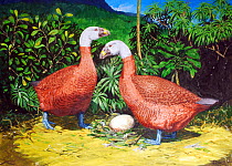 Illustration of extinct birds. Pair of Stumbling moa-nalo (Ptaiochen pau). Behind the birds to the left is the critically endangered Rock pelea (Melicope balloui) in the endangered Remya mauiensis, an...