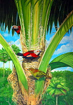 Illustration of extinct male Kaua'i palmcreeper (Ciridops tenax) (above) and a female (below) feed in the crown of a Loulu palm (Pritchardia sp)