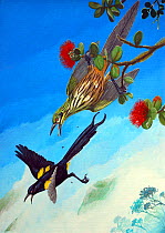 Illustration of extinct birds Kioea (Chaetoptila angustipluma) (Extinct 1859) above, with Hawai'i O'o (Moho nobilis) (Extinct 1902) (below) on a flowering Ohia (Metrosideros polymorpha)