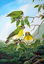 Illustration of extinct birds Wahi grosbeak (Chloridops wahi) (above) and the King kong finch (C. regiskongi) (below) feeding on the fruit of Sandalwood (Santalum freycinetianum) on O'ahu, Hawaii.