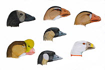 Scaled head studies of extinct Hawaiian Geese compared with Nene (Branta sandvicensis) (centre). Clockwise from top left: Giant hawaiian goose (Branta sp), Maui nui moa-nalo (Thambetochen chauliodous)...