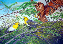 Illustration of extinct birds, Oahu stilt owl (Grallistrix orion) hunting a pair of Palila Loxioides bailleui feeding on the pods of Mamane (Sophora chrysophylla)