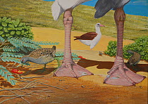 Laysan rail (Porzana palmeri) (Extinct 1944) searching for food around Laysan albatross (Phoebastria immutabilis) and alongside the endangered pea plant - Ohai (Sesbania tomento)