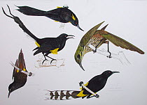 Scaled illustration of all the historically known Mohoidae. The entire family is now extinct. Clockwise from top: Moloka'i O'o (Moho bishopi) (Extinct 1904); Kioea (Chaetoptila angustipluma) (Extinct...