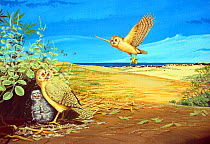 Illustration of extinct Moloka'i stilt owl (Grallistrix geleches) and chick on the Mo'omomi dunes, Hawaii.
