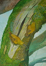 Illustration of extinct Hoopoe-billed akialoa (Hemignathus upupirostris) searching for invertebrates on a rotting tree in the coastal forests of Kaua'i. Hawaii.