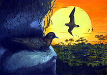 Illustration of extinct Lesser hawaiian petrel (Pterodroma jugabilis) leaving their nesting burrows from high in the mountains on Oahu and Hawaii to forage at sea.
