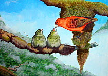 Illustration of extinct Mauka grosbeak (Orthiospiza howarthi) feeding its young in the mountain forests of Maui, Hawaii.