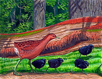 Illustration of extinct Ziegler's crake (Porzana ziegleri) with downy young on Oahu, Hawaii.