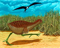 Illustration of extinct  birds, Severn's crake (Porzana severnsi) fleeing from a Greater frigatebird (Fregata minor) into dune vegetation on Maui, Hawaii.