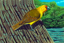 Illustration of extinct Scissor-billed koa finch (Rhodacanthis forfex) in a k'puka on Kaua'i, Hawaii.