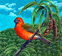 Illustration of extinct  O'ahu koa finch (Rhodacanthis litotes) in a Koa (Acacia koa) Hawaii.