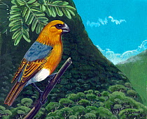 Illustration of extinct Pila's palila (Loxioides kikuchi) in a coastal forest on Kaua'i, Hawaii.