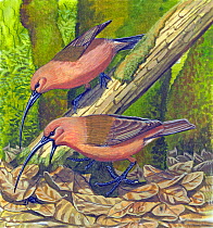 Illustration of extinct birds : Giant scimitar-billed nukupu'u (Hemignathus vorpalis) foraging amongst leaf litter for invertebrate prey, Hawaii.