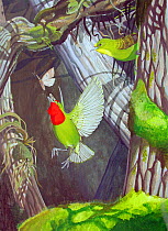 Illustration of extinct birds : Kiwi shovel-billed finch (Vangulifer mirandus) chasing after a Geometrid moth (Scotorythra euryphaea)  in dense forest on Maui, while a female looks on. Hawaii.