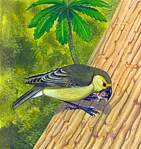 Lanai hookbill (Dysmorodrepanis munroi) extinct species c.1913
