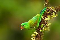 Orange-chinned parakeet (Brotogeris jugularis) adult. Costa Rica