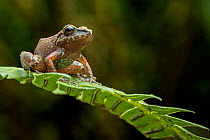 Pastures rain frog (Pristimantis achatimus) adult,   Mindo, Ecuador