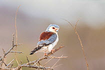 Pygmy falcon (Polihierax semitorquatus castanonotus) adult female Samburu,  Kenya