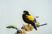 Yellow bishop (Euplectes capensis crassirostris) adult male,   calling from a branch covered in Galls. Ngorongoro crater,  Tanzania