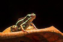 Anthony's poison dart frog (Epipedobates anthonyi) El Oro Province,  Ecuador