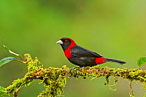 Crimson-collared tanager (Ramphocelus sanguinolentus)  adult male. Sarapiqui Area, Costa Rica.