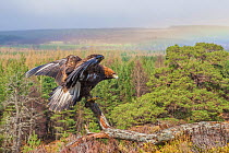 Golden eagle (Aquila chrysaetos) sub-adult, Kingussie, Scotland, UK. Falconry bird.
