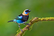 Golden-hooded tanager (Tangara larvata) adult male,  Costa Rica