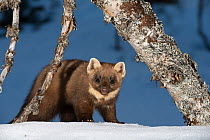 RF - Pine marten (Martes martes). Vauldalen, Norway. (This image may be licensed either as rights managed or royalty free.)