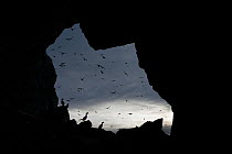 RF - Flock of Kittiwakes (Rissa) with European shags (Phalacrocorax aristotelis), sitting at cave entrance. Hornoya and Reinoya Nature Reserve, Finnmark, Norway. (This image may be licensed either as...
