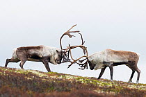 RF - Wild reindeer (Rangifer tarandus). Fighting males in autumn. Forollhogna National Park. Norway. (This image may be licensed either as rights managed or royalty free.)