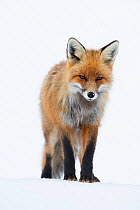 RF - Red fox (Vulpes vulpes). Vauldalen, Norway. (This image may be licensed either as rights managed or royalty free.)