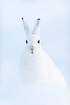 RF - Mountain hare (Lepus timidus). Vauldalen, Norway. (This image may be licensed either as rights managed or royalty free.)