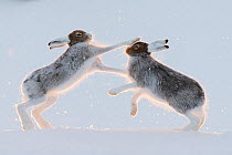 RF - Two Mountain hares (Lepus timidus) fighting / boxing.  Vauldalen, Norway. (This image may be licensed either as rights managed or royalty free.)