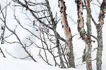 RF - Mountain hare (Lepus timidus) amongst Birch trees, well camouflaged in snow. Vauldalen, Norway. (This image may be licensed either as rights managed or royalty free.)