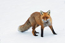 RF - Red fox (Vulpes vulpes) in snow,  Vauldalen, Norway. (This image may be licensed either as rights managed or royalty free.)